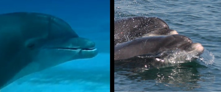 Dolphin rostrum comparison