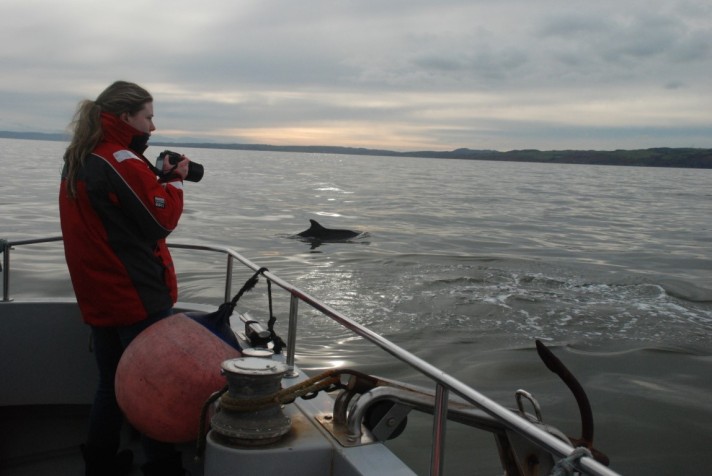 Surveying dolphins