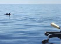 21558639_116522215733967_7604391619395932057_n