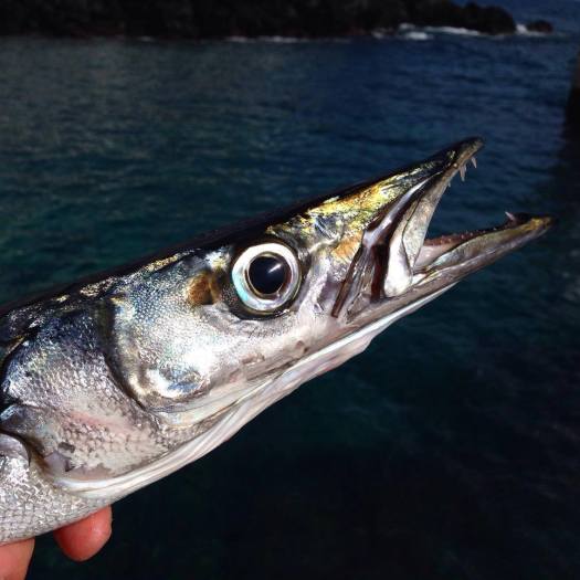 22538686_125915741461281_814567968455723310_o